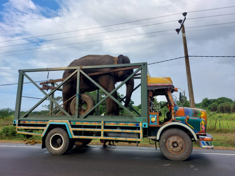 தெற்கு யானைகள் வடக்கிற்கு இரகசியமாக நகர்த்தப்படுகின்றதா?