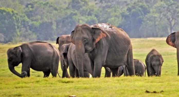 elephants -min-468298_850x460