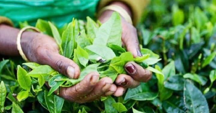 தேயிலை ஏற்றுமதி வருமானம் அதிகரிப்பு