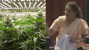 பாராளுமன்றத்தில் பொய் பேசுவதை விட  கஞ்சா வளர்ப்பது நல்லது – டயானா