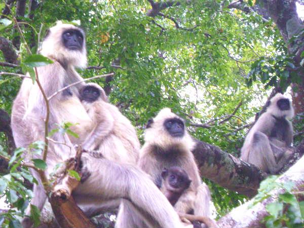 29-1411984979-langoor