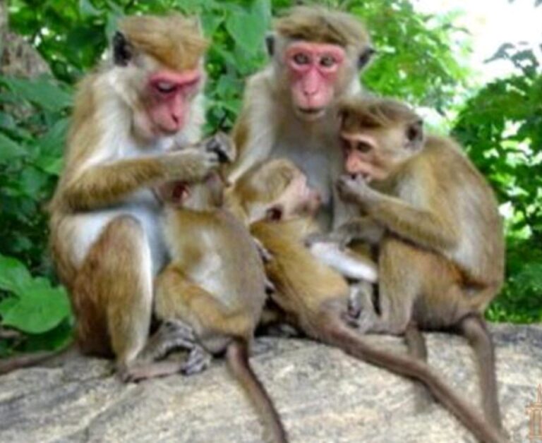 குரங்குகளை பச்சையாக சாப்பிடுவதற்காகவே சீனாவுக்கு ஏற்றுமதி!