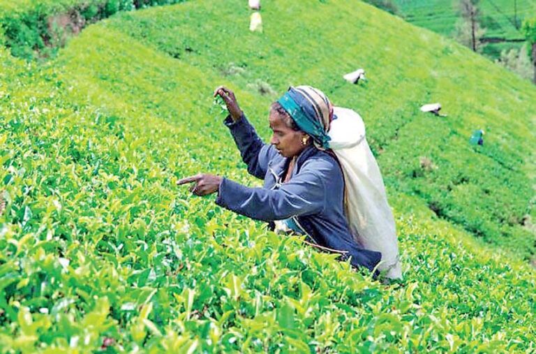 தேயிலை உற்பத்தி மற்றும் ஏற்றுமதியில் வீழ்ச்சி!