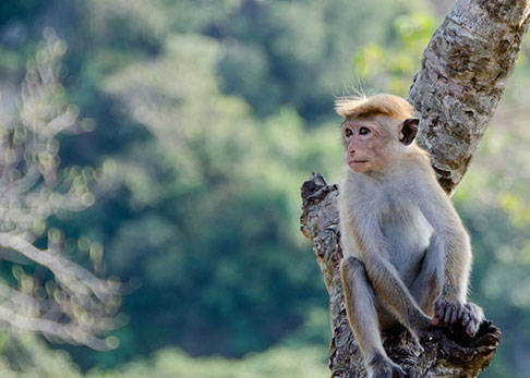 காட்டு விலங்குகலின் பெருக்கத்தால் பயிர் சேதம் அதிகரிப்பு