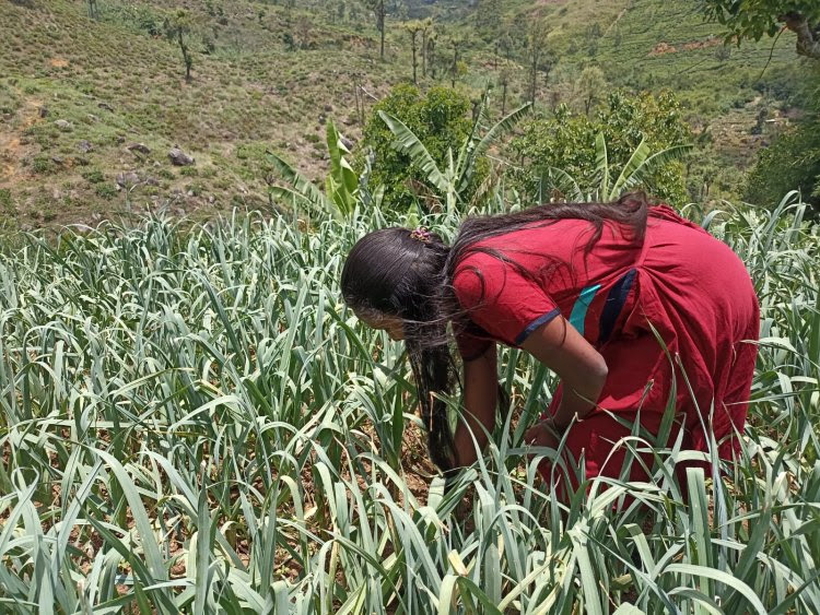 பொருளாதார நெருக்கடிகளால் வேலைக்கு அமர்த்தப்படும் சிறுவர்கள்!