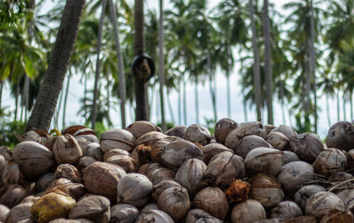 Coconut-Processing