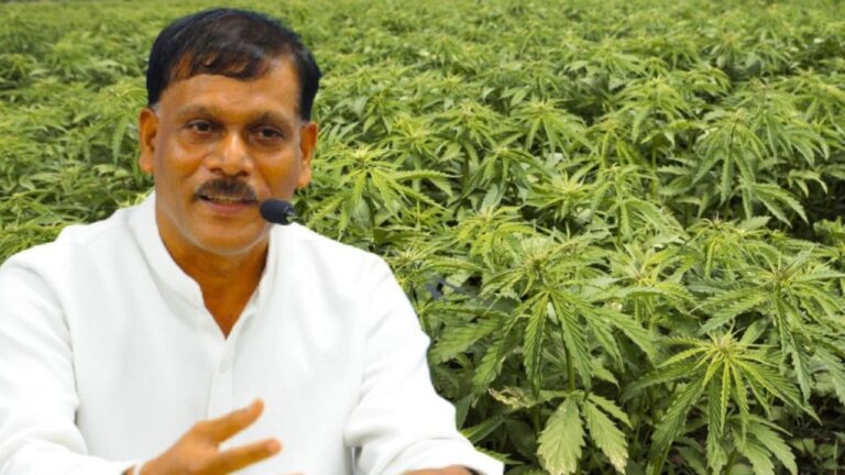 கஞ்சா செய்கைக்கு அனுமதி