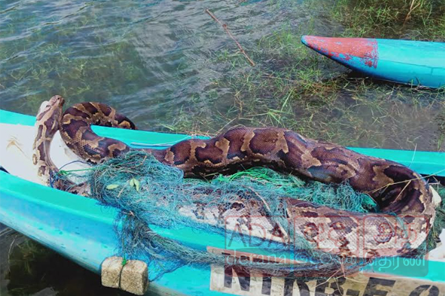 காசல்ரி நீர்த்தேகத்தில் 8 அடி நீளமான மலைப்பாம்பு மீட்பு