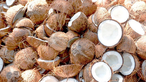 தேங்காய் பற்றாக்குறைக்கு அதிக வெப்பமே காரணம்