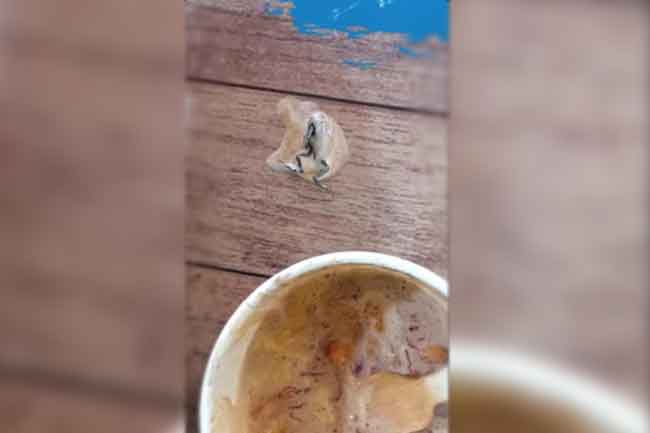 யாழில் தவளையுடன் ஐஸ்கிரீம்