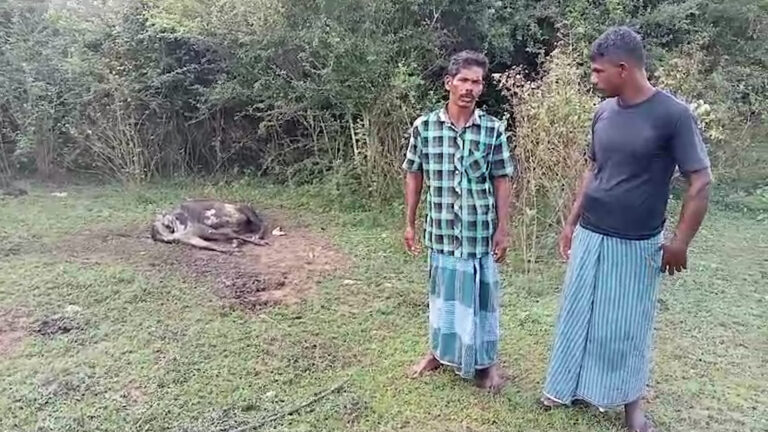 மேய்ச்சல் தரையை மீட்கும் தமிழ் பண்ணையாளர்களின் போராட்டம் தொடர்கிறது