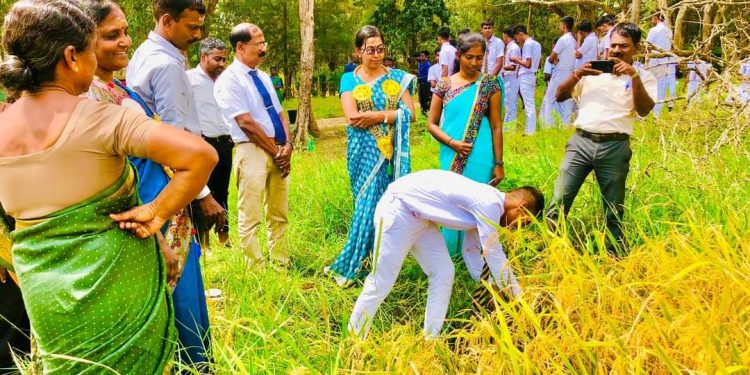 இராணுவத்தால் விடுவிக்கப்பட்ட காணியில் நெல் அறுவடை விழா