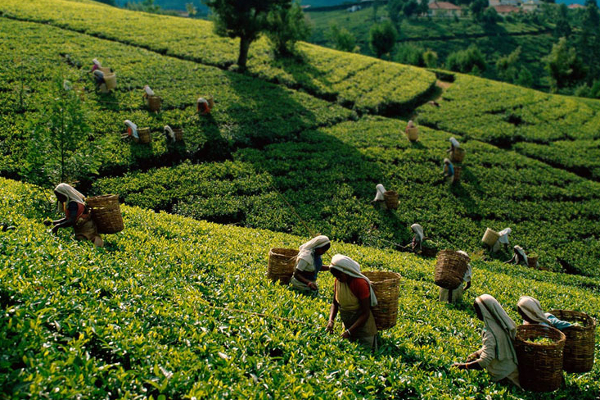 பெருந்தோட்ட மக்களுக்கு காணி உரிமை வழங்க நடவடிக்கை