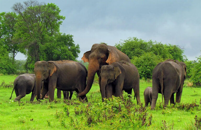13 வருடங்களின் பின்னர் யானைகள் கணக்கெடுப்பு