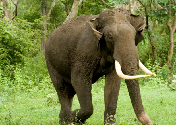 யானைகளை பார்வையிட ஆன்லைன் டிக்கெட் – மிருகக்காட்சிசாலையின் பணிப்பாளர் தெரிவிப்பு