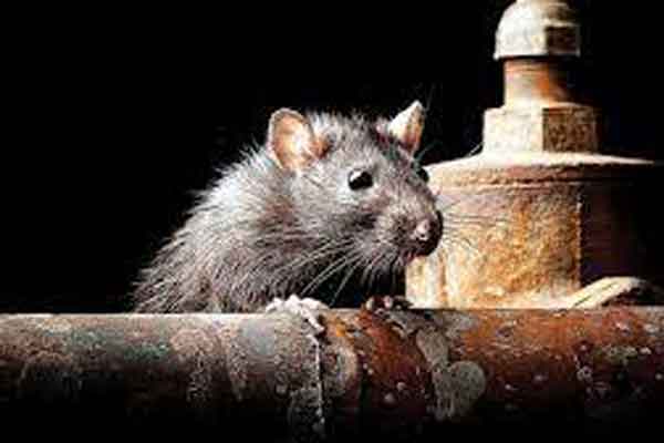 யாழ்ப்பாண மாவட்டத்தில் எலிக் காய்ச்சலினால் இதுவரை 85 பேர் பலி