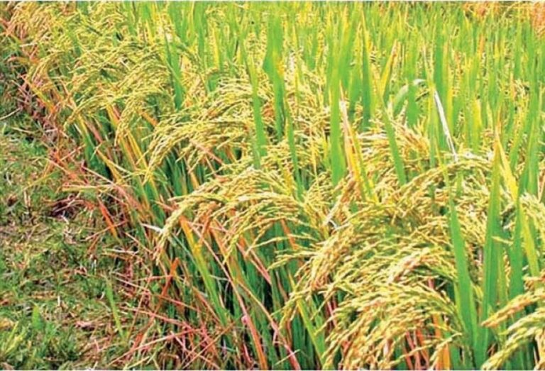 பாதிக்கப்பட்டுள்ள விவசாயிகளுக்கு மானியம் – ஹெக்டேருக்கு 100,000 ரூபாய் இழப்பீடு