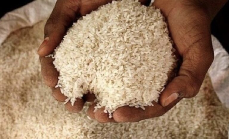 சிறுபோகத்திற்கான நெல் கொள்வனவு நாளை