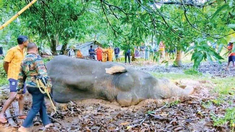 மிஹிந்தலே சீப்புக்குளம் யானை கொடூரமாக தீ வைத்து எரித்து கொலை! நீதி எங்கே?